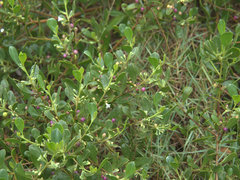 Myoporum boninense