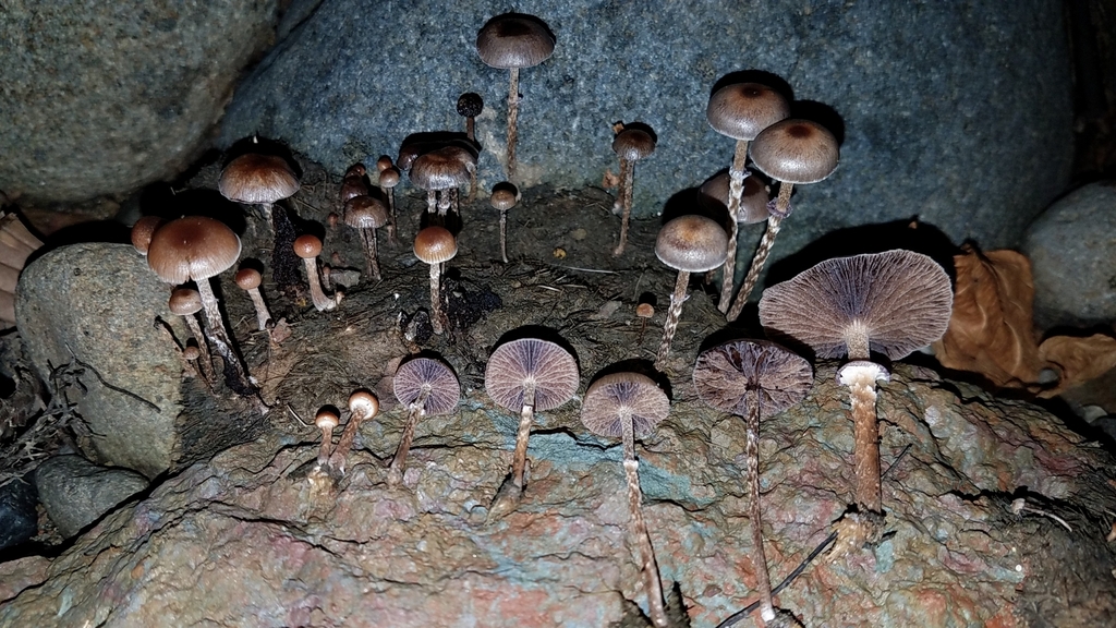 Deconica merdaria
