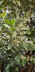 Turpinia ternata