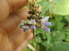 Calopogonium caeruleum
