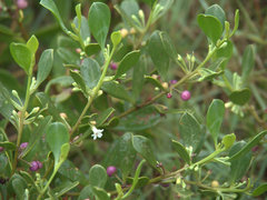 Myoporum boninense