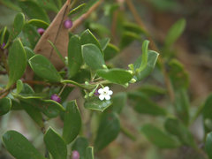 Myoporum boninense