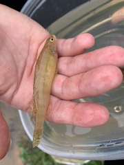 Percina nigrofasciata