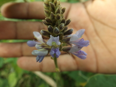 Calopogonium caeruleum