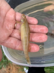 Percina nigrofasciata