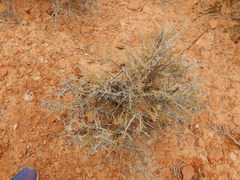 Coleogyne ramosissima