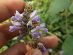 Calopogonium caeruleum