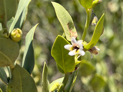 (c) Cody Hinchliff, some rights reserved (CC BY) Monttea chilensis, photograph (c) Cody Hinchliff, some rights reserved (CC BY)