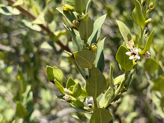 (c) Cody Hinchliff, some rights reserved (CC BY) Monttea chilensis, photograph (c) Cody Hinchliff, some rights reserved (CC BY)