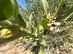 Monttea chilensis, photograph (c) Cody Hinchliff, some rights reserved (CC BY)