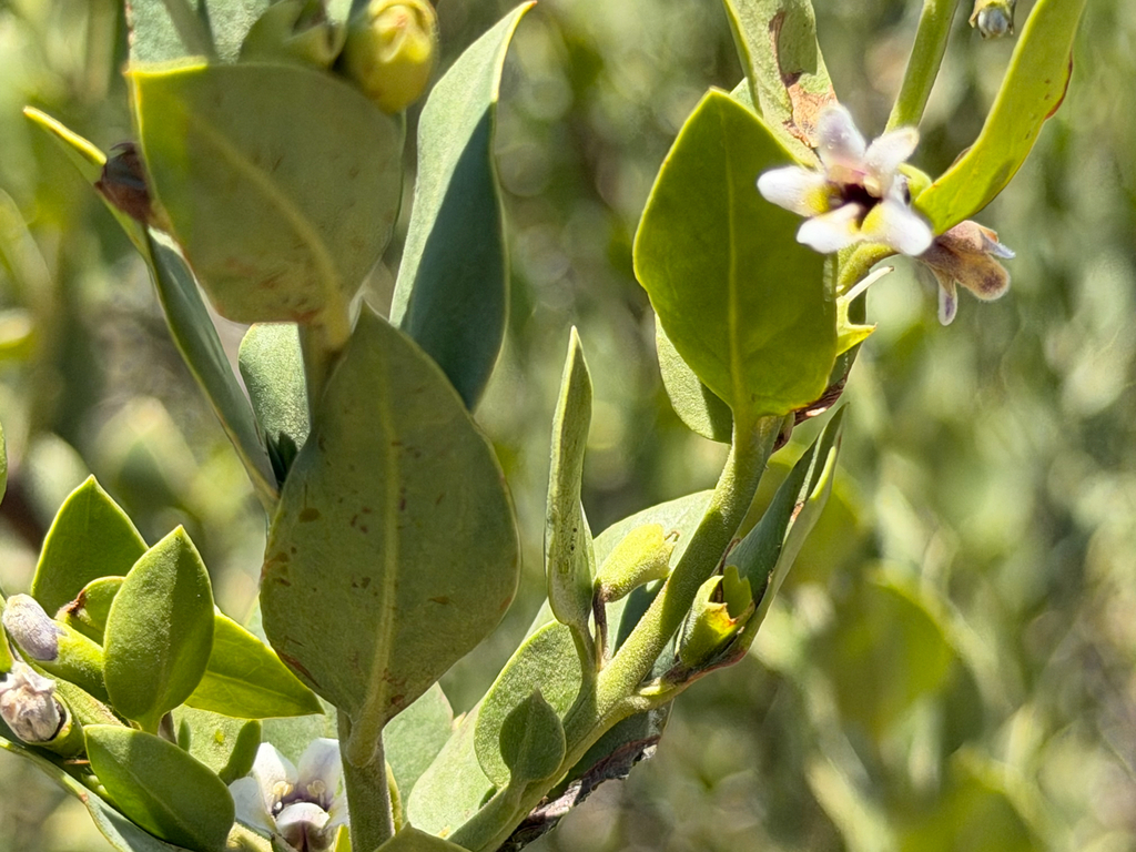 Monttea chilensis; photograph (c) Cody Hinchliff, some rights reserved (CC BY)