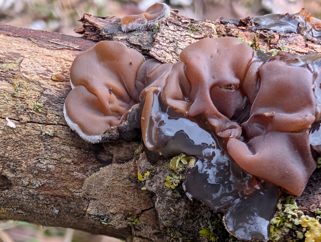 Auricularia mesenterica · February 2026 · photo: © spint (iNaturalist, cc-by)