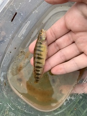 Percina nigrofasciata