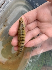 Percina nigrofasciata