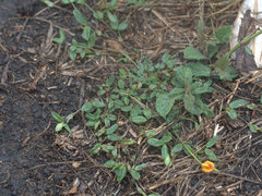 Zornia dyctiocarpa