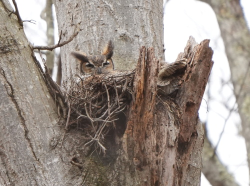 Great Horned Owl