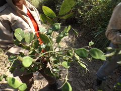 Platymiscium pinnatum