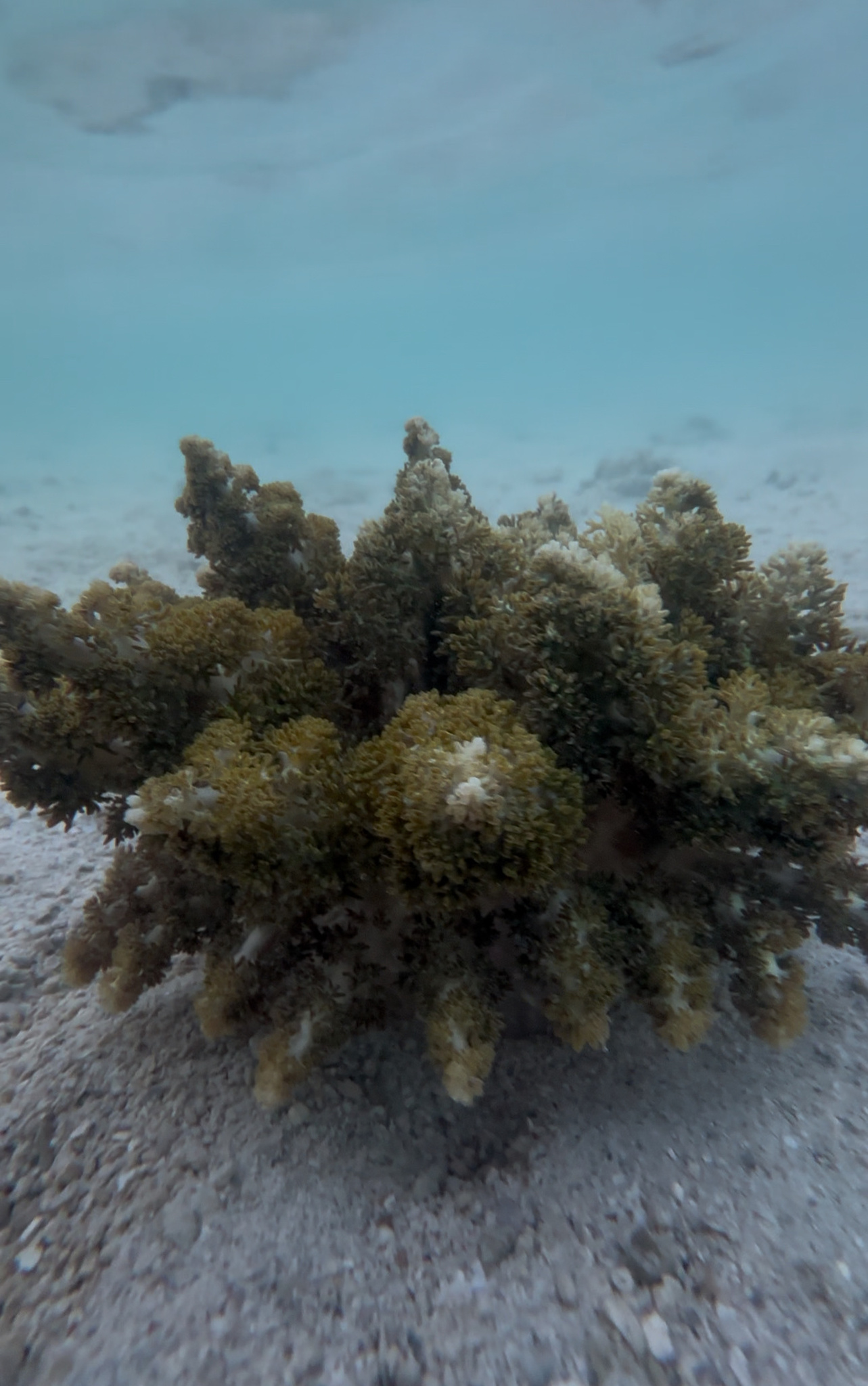 Actinodendron arboreum (Quoy & Gaimard, 1833)