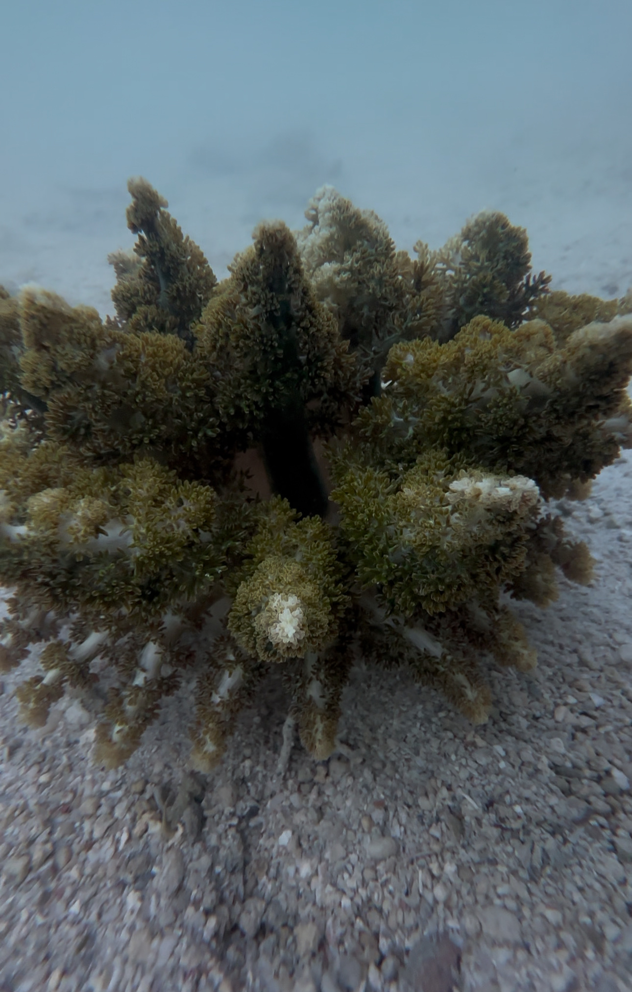 Actinodendron arboreum (Quoy & Gaimard, 1833)