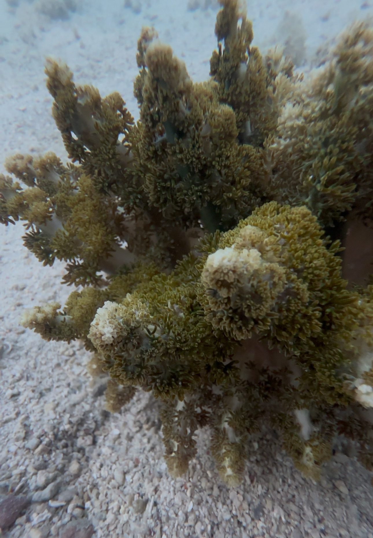 Actinodendron arboreum (Quoy & Gaimard, 1833)