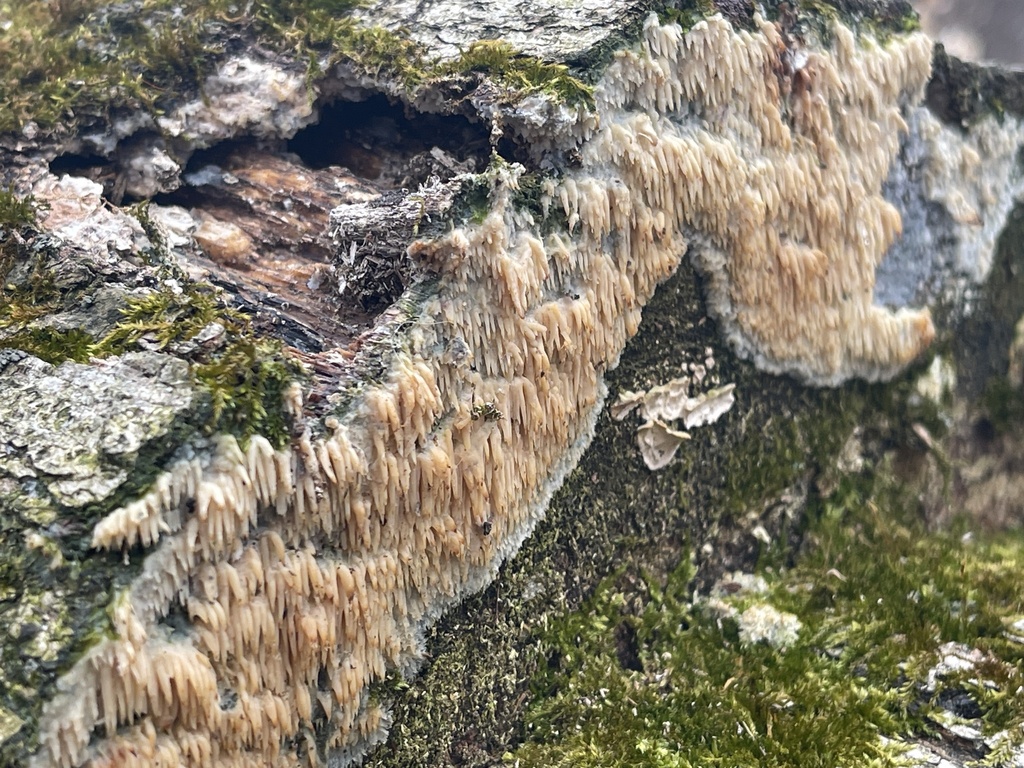 Radulomyces copelandii · February 2026 · photo: © peterboyer (iNaturalist, cc-by)
