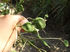 Platymiscium pinnatum