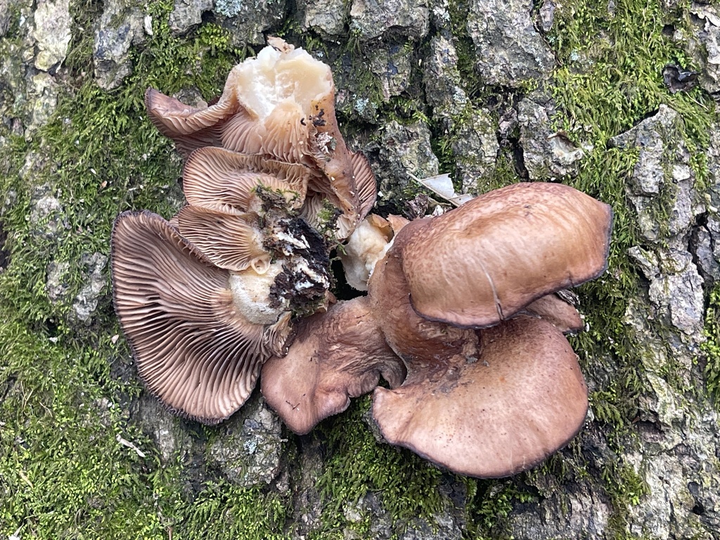 Sarcomyxa serotina · February 2026 · photo: © peterboyer (iNaturalist, cc-by)