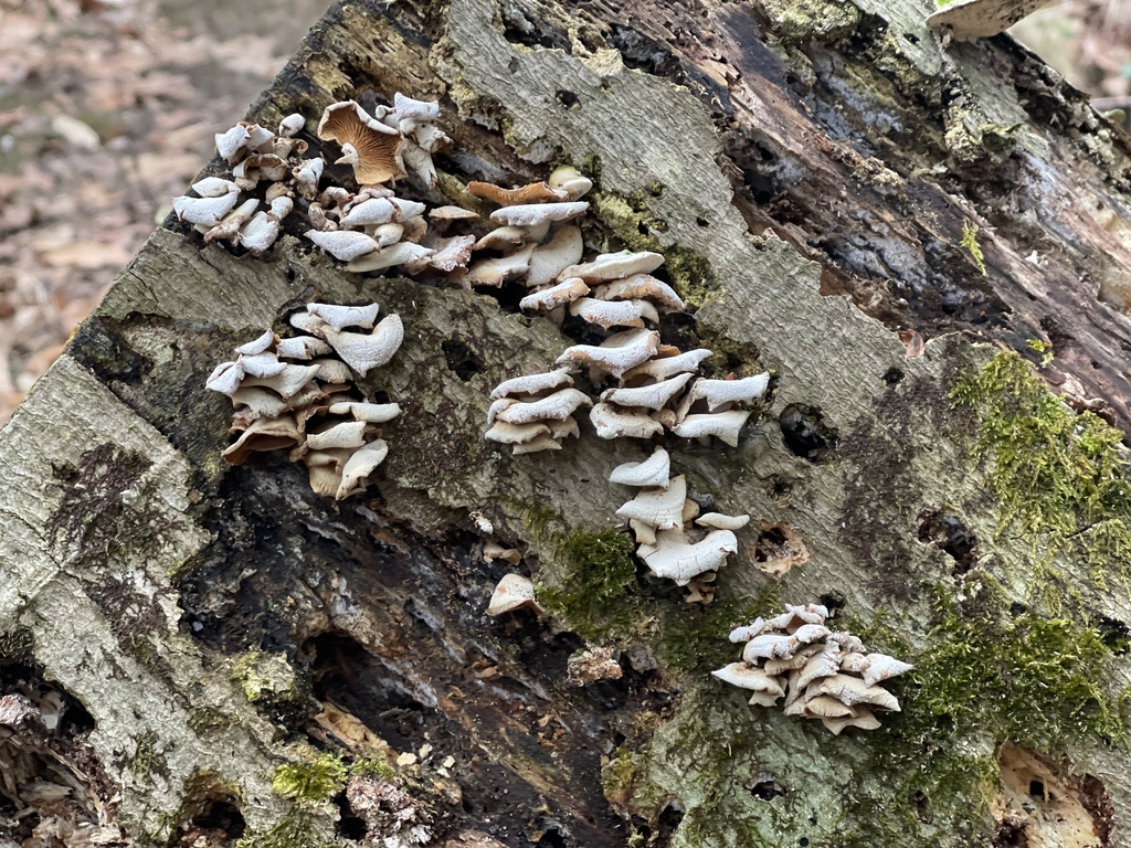Panellus stipticus · February 2026 · photo: © peterboyer (iNaturalist, cc-by)