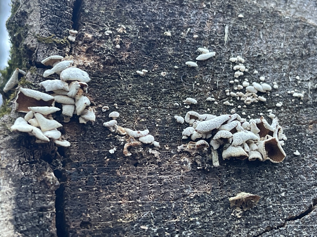 Panellus stipticus · February 2026 · photo: © peterboyer (iNaturalist, cc-by)