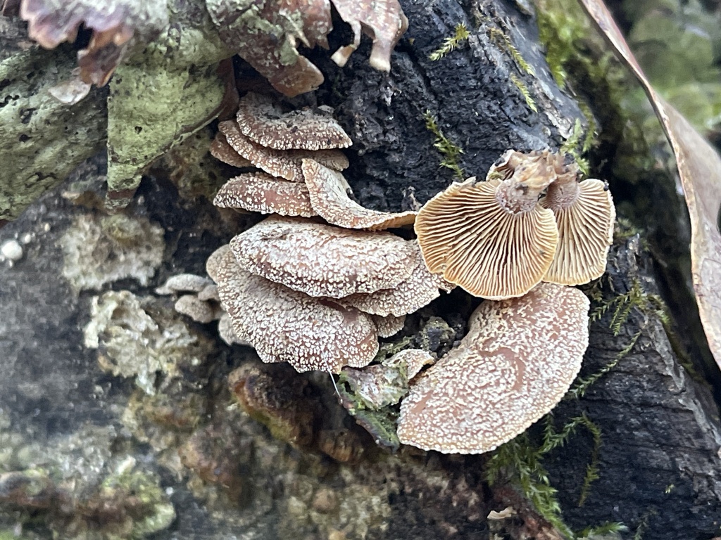 Panellus stipticus · February 2026 · photo: © peterboyer (iNaturalist, cc-by)