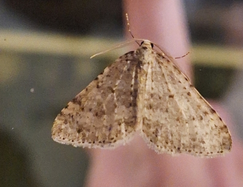 Colostygia multistrigaria multistrigaria