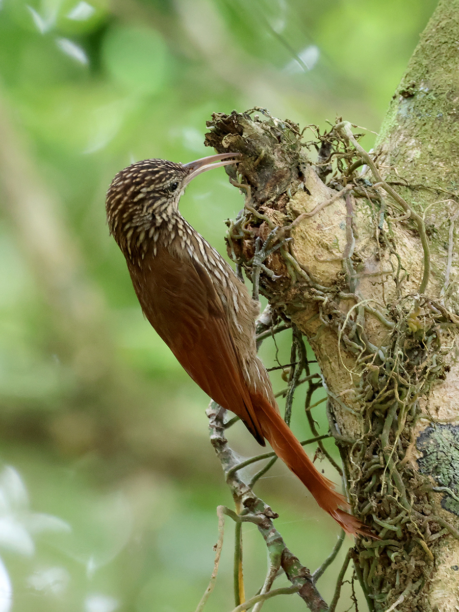 Streak-headed Woodcreeper (Lepidocolaptes souleyetii), photo 4