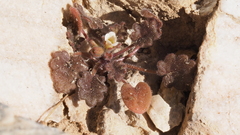 Phacelia rotundifolia