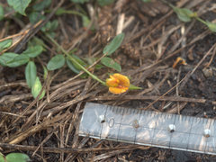Zornia dyctiocarpa