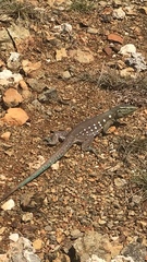 Cnemidophorus murinus