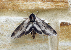 Sphinx gordius