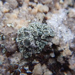 Rhizoplaca subdiscrepans