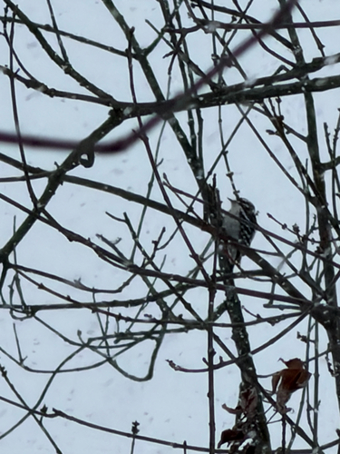 Downy Woodpecker
