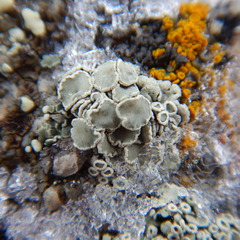 Rhizoplaca subdiscrepans