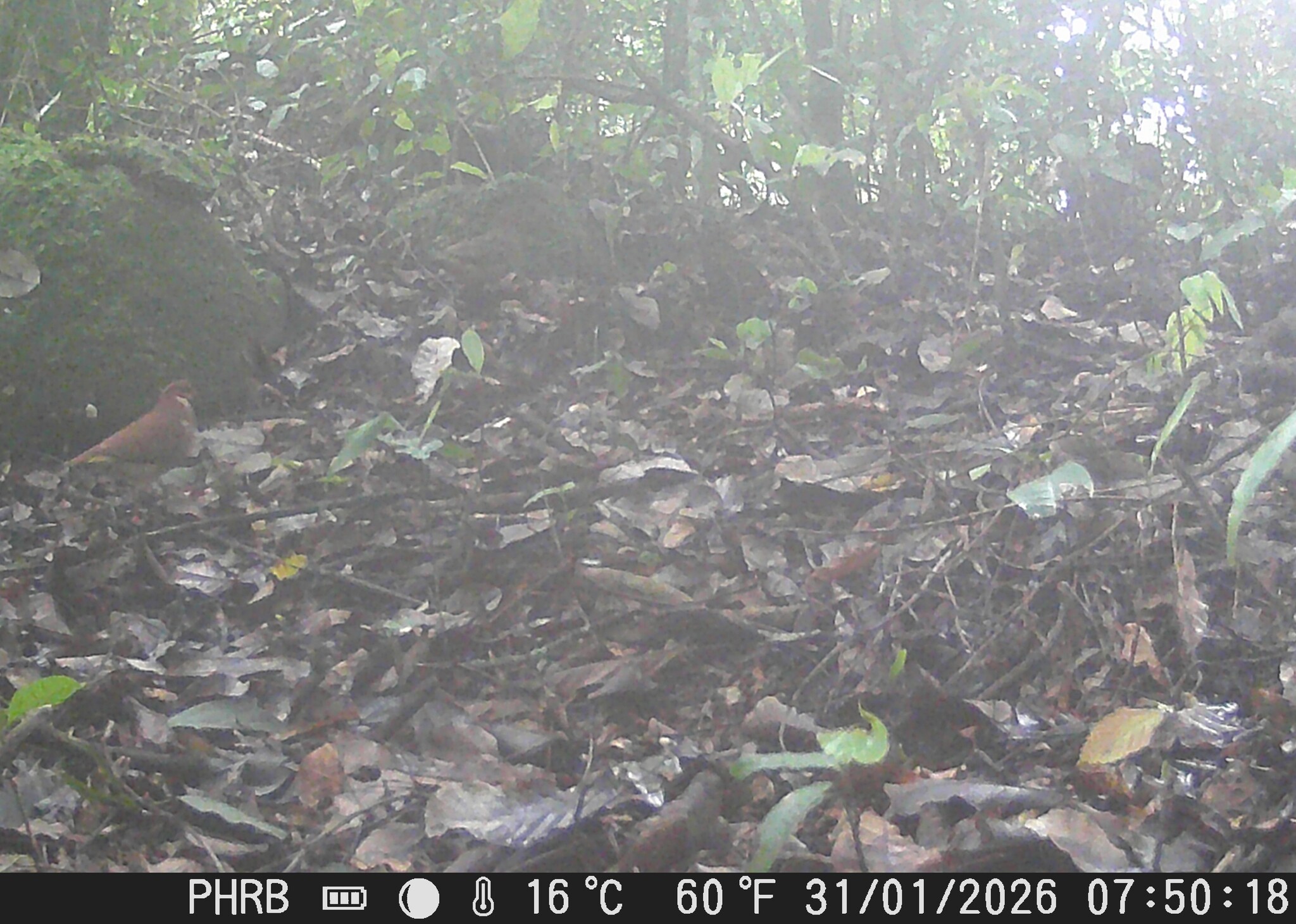 Ruddy Quail-Dove (Geotrygon montana), photo 2