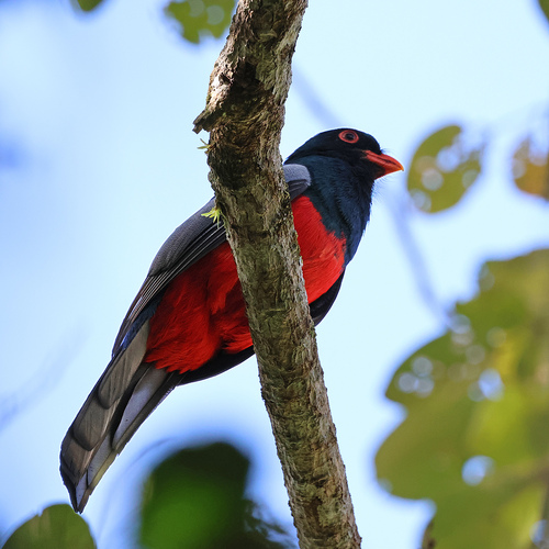 Slaty-tailed Trogon (Trogon massena), photo 7