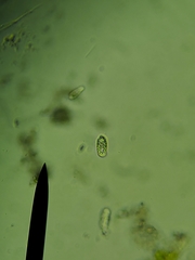 Cryptista