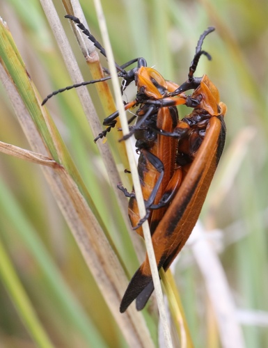 Tailed Net-winged Beetle photo 3