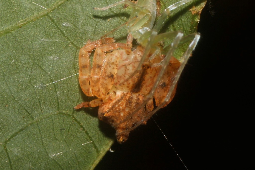 Epicadus trituberculatus