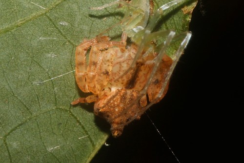 Epicadus trituberculatus