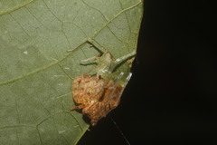 Epicadus trituberculatus