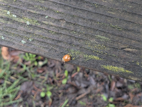 Asian Lady Beetle