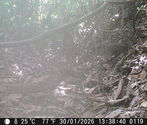 Solitary Tinamou (Tinamus solitarius)