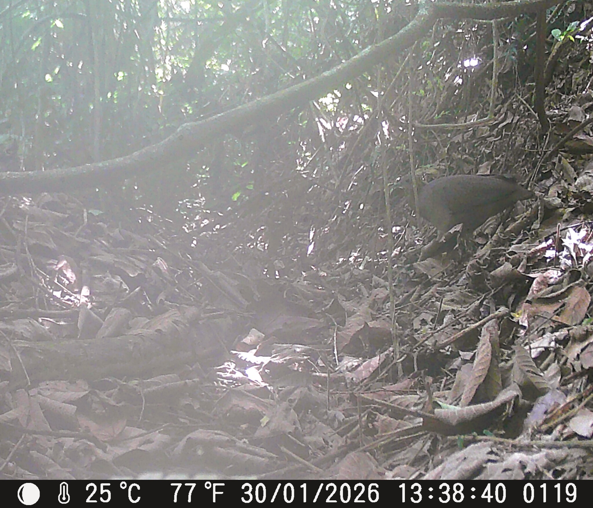 Solitary Tinamou (Tinamus solitarius), photo 1