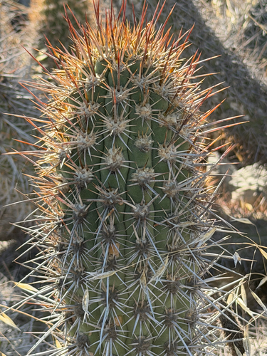 Leucostele litoralis, photograph 5